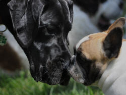 Deutsche-Dogge und Französische-Bulldogge